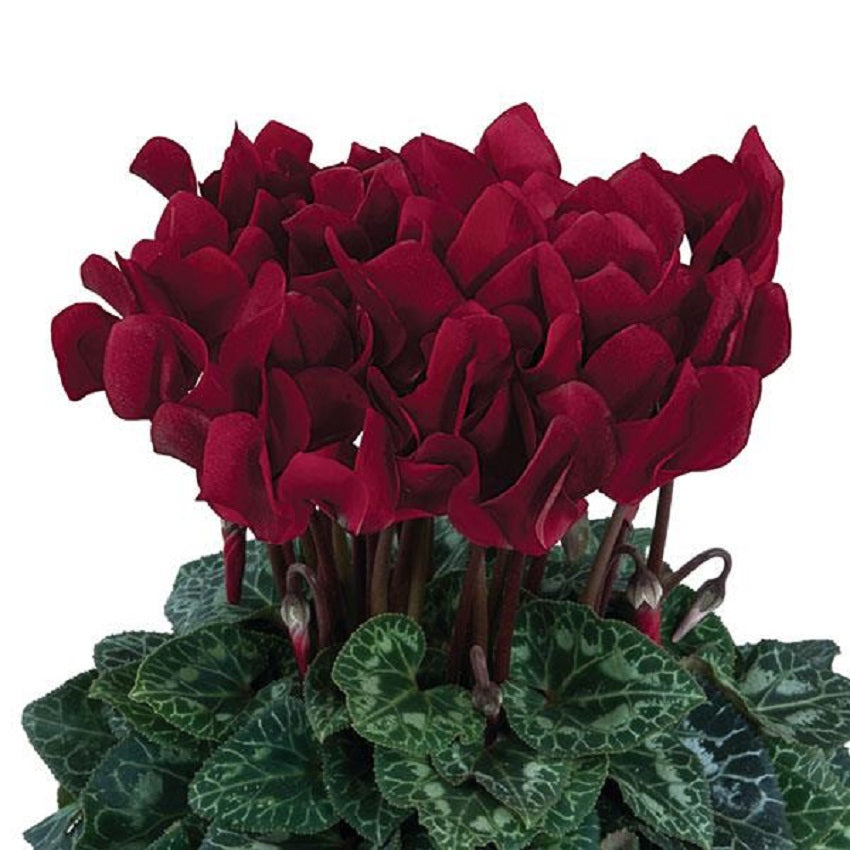 Cyclamen Seeds 15 Seeds Cyclamen Dreamscape Deep Burgundy Flower Seeds