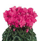 Cyclamen Seeds 15 Seeds Cyclamen Halios Curly Indian Rose