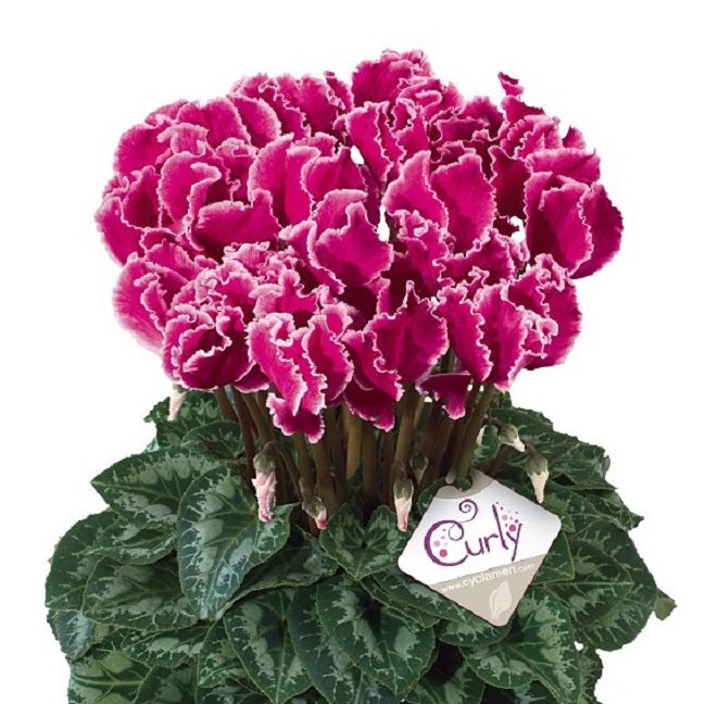 Cyclamen Seeds 15 Seeds Cyclamen Halios Curly Magenta Edge