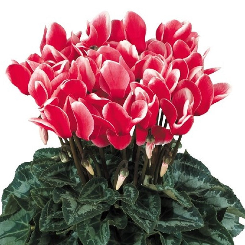 Cyclamen Seeds | Cyclamen Halios | Flower Seeds