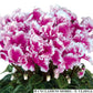 Cyclamen Seeds 15 Seeds Cyclamen Halios Select Friola Purple Light