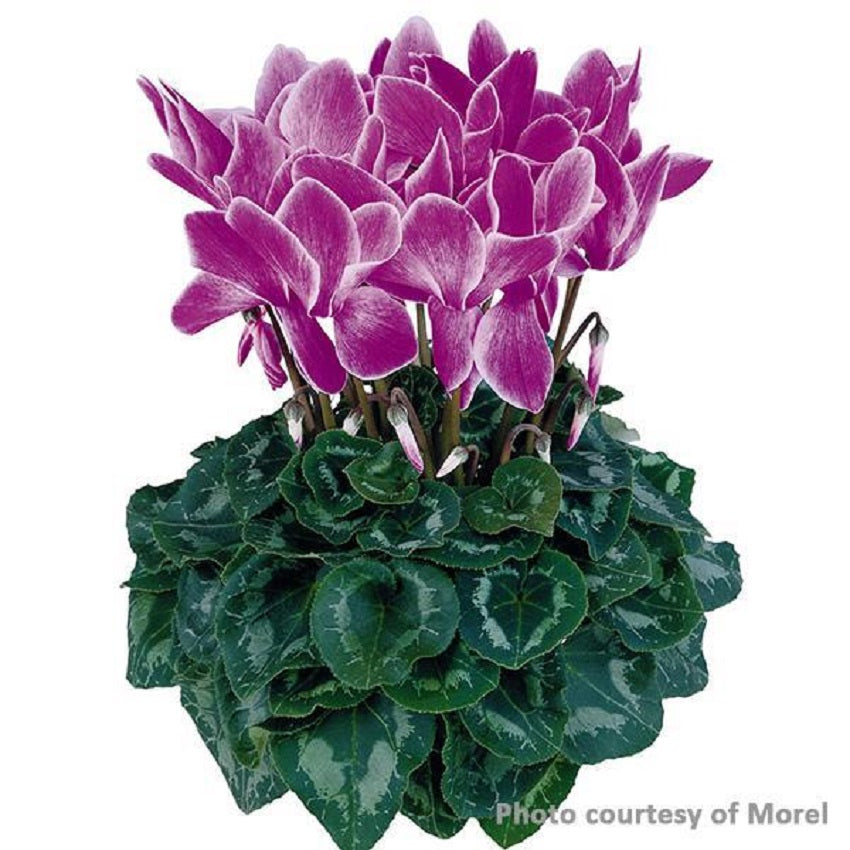 Cyclamen Seeds 15 Seeds Cyclamen Halios Purple Flame