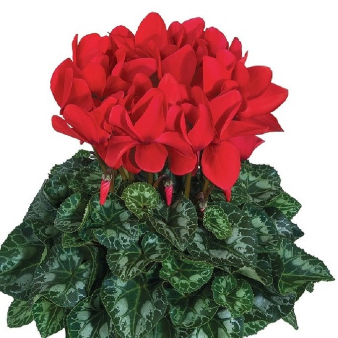 Cyclamen Seeds 15 Seeds Cyclamen Halios Red Rebelle