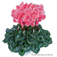 Cyclamen Seeds 15 Seeds Cyclamen Halios Salmon Flame