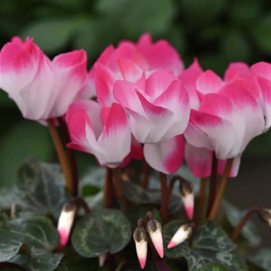 Cyclamen Seeds 15 Seeds Cyclamen Indiake Rose Flower Seeds