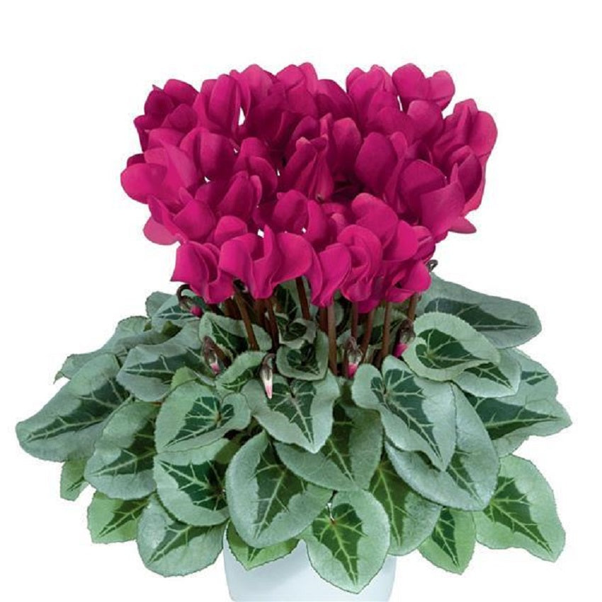 Cyclamen Seeds 15 Seeds Cyclamen Metalis Magenta Flower Seeds