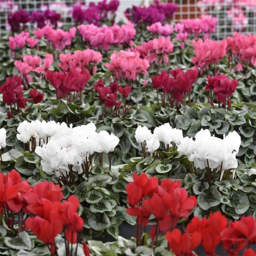 Cyclamen Seeds 15 Seeds Cyclamen Metalis Mix Flower Seeds