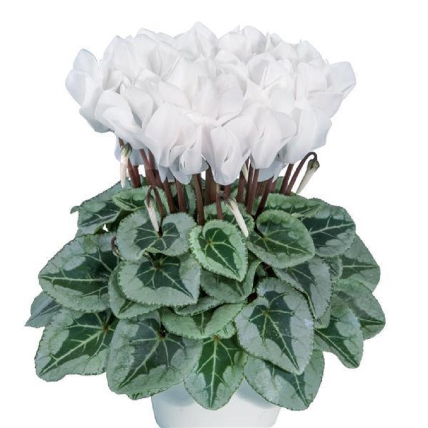 Cyclamen Seeds 15 Seeds Cyclamen Metalis White Flower Seeds