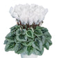 Cyclamen Seeds 15 Seeds Cyclamen Metalis White Flower Seeds