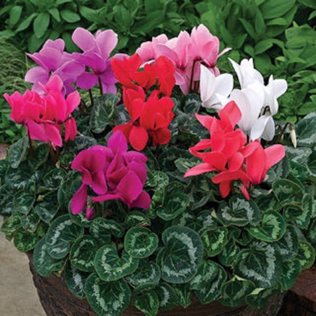 Cyclamen Seeds Rainer Mix Cyclamen 15 Seeds Flower Seeds