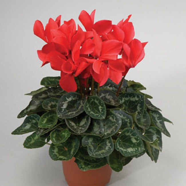 Cyclamen Seeds Rainer Scarlet Cyclamen 15 Seeds Flower Seeds