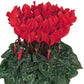 15 Cyclamen Seeds Cyclamen Smartiz® Bright Red