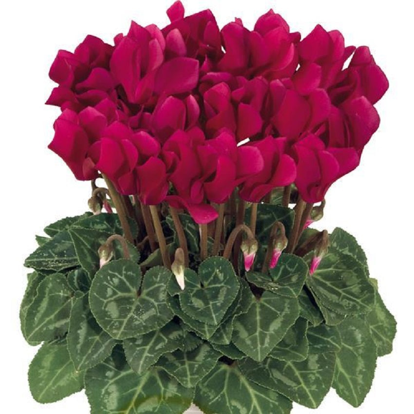 15 Cyclamen Seeds Cyclamen Smartiz® Deep Magenta