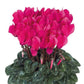 15 Cyclamen Seeds Cyclamen Smartiz® Deep Rose