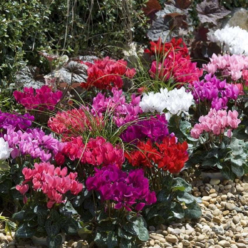 15 Cyclamen Seeds Cyclamen Smartiz® Mix