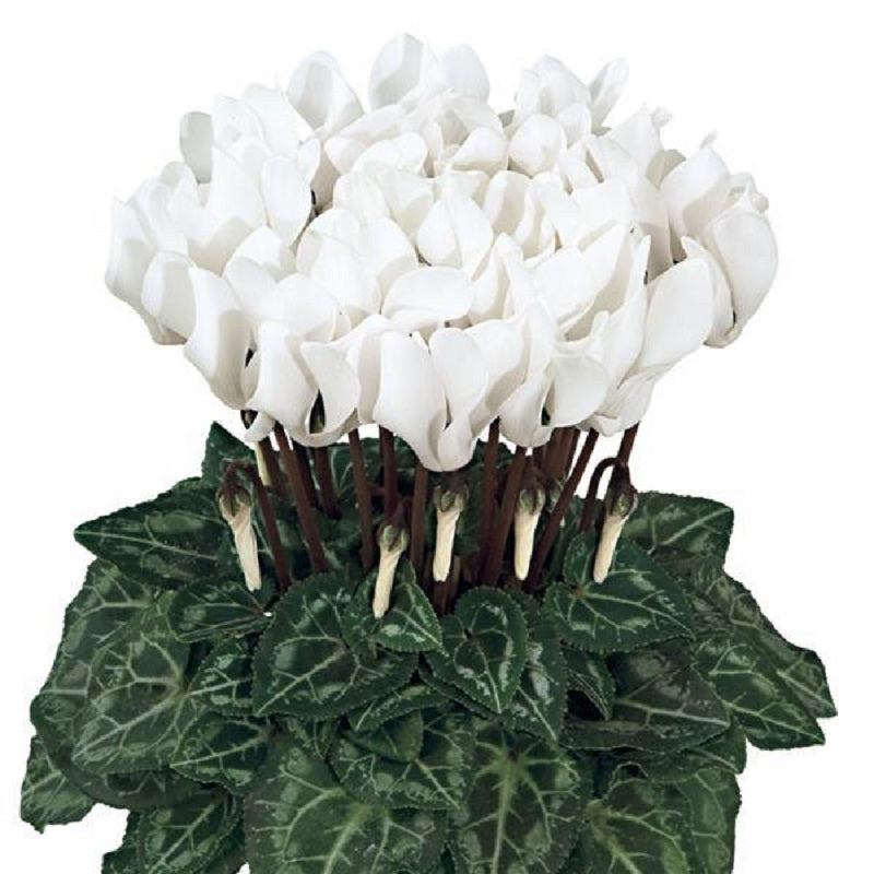 15 Cyclamen Seeds Cyclamen Smartiz® Pure White