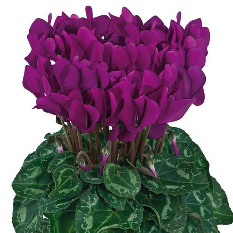 15 Cyclamen Seeds Cyclamen Smartiz® Purple