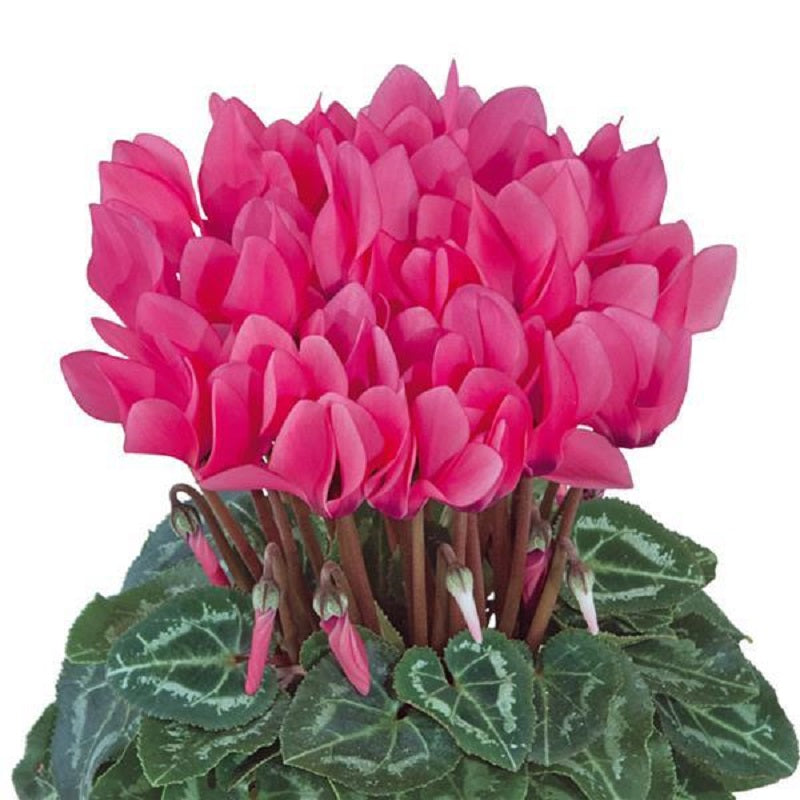 15 Cyclamen Seeds Cyclamen Smartiz® Rose