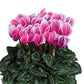 15 Cyclamen Seeds Cyclamen Smartiz® Select Fantasia Rose