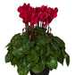 Cyclamen Seeds 15 Seeds Cyclamen Super Mini Winter Deep Red Wine