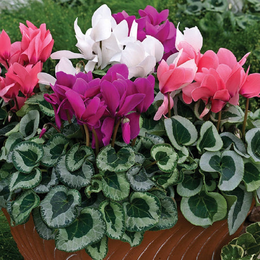 Cyclamen Seeds 15 thru 100 Seeds Cyclamen Winter Ice Mix