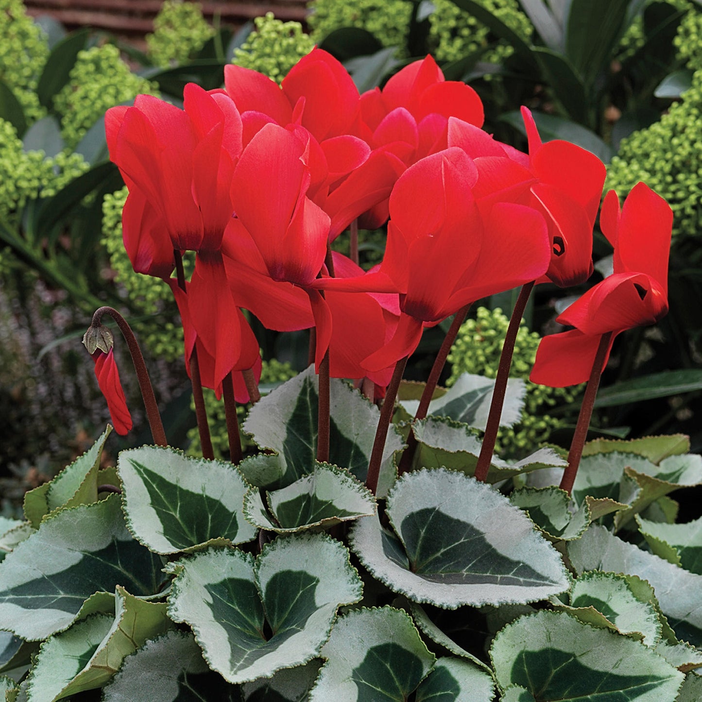 Cyclamen Seeds 15 thru 100 Seeds Cyclamen Winter Ice Scarlet