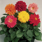 25 Dahlia Seeds Fresco Mix Flower Seeds