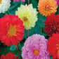 25 Dahlia Opera Mix Dwarf Dahlia Seeds Flower Seeds