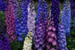 50 Delphinium Seeds Pennant Bright Bee Mix Perennial Seeds