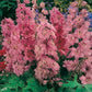 50 Delphinium Seeds Astolat Flower Seeds