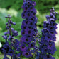 50 Delphinium Seeds Black Knight Flower Seeds Perennial