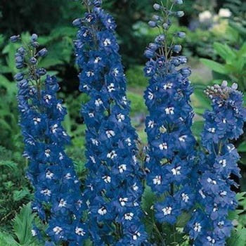 50 Delphinium Seeds Pacific Giant Blue Bird Perennial