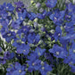 50 Delphinium Seeds Delfix Blue Larkspur Seeds Perennial Seeds