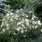 50 Delphinium Seeds Delfix White Larkspur perennial seeds