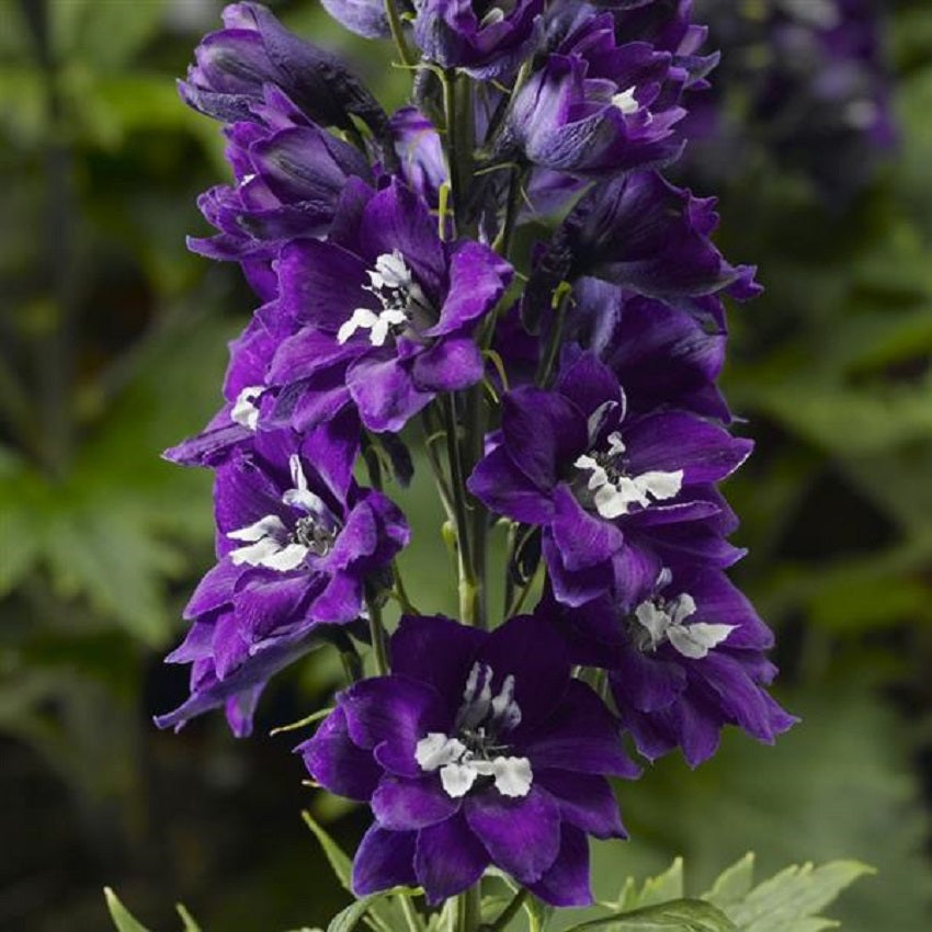 Delphinium Seeds Delphinium Delphina Dark Blue White Bee 50 Larkspur Seeds