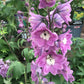 50 Delphinium Seeds Excalibur Lilac Rose With White Bee Perennial Seed