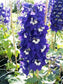 50 Delphinium Seeds Magic Fountain White Dark Bee Perennial Seeds