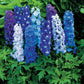 50 Delphinium Seeds Magic Fountain Mix Flower Seeds