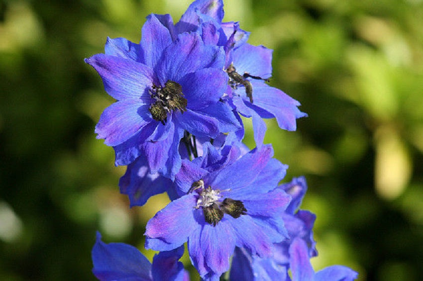 50 Delphinium Seeds Pacific Giant Blue Jay Perennial 