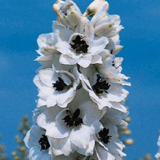 50 Delphinium Seeds Pacific Giant Percival Perennial