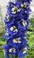 50 Delphinium Seeds Pennant Dark Blue White Bee Perennial