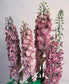 50 Delphinium Seeds Pennant Pink White Bee Perennial