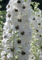 50 Delphinium Seeds Pennant White With Dark Bee