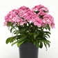 Dianthus Seeds Jolt Pink Magic 25 Pelleted Seeds