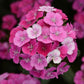 Dianthus Seeds Jolt Pink Magic 25 Pelleted Seeds