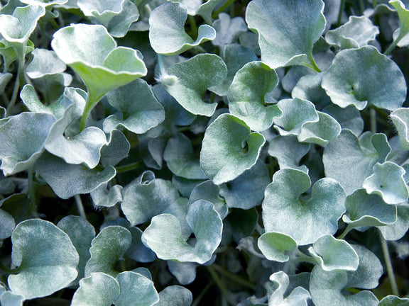 Dichondra Seeds Silver Falls Perennial Seeds 15 Seeds