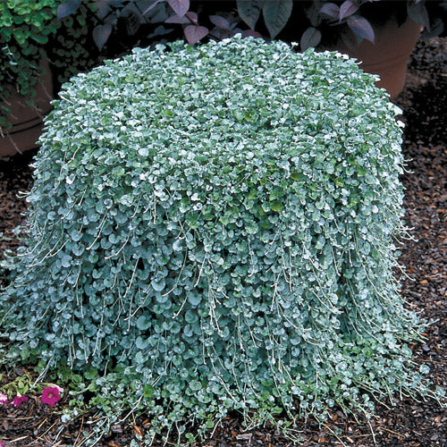 Dichondra Seeds Silver Falls Perennial Seeds 15 Seeds