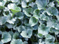 Dichondra Seeds Silver Falls Perennial Seeds 15 Seeds