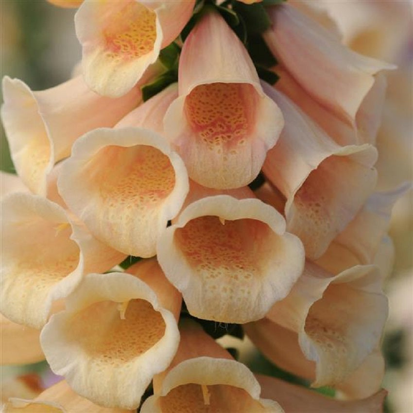 Digitalis Seeds Dalmatian Peach 50 Pelleted Seeds Foxglove Seeds