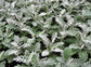 Bulk Dusty Miller Seeds 500 Pelleted Seeds Silverdust